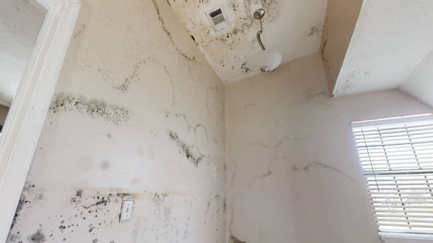 Best Forensic Mold Investigation  in Trinity, TX