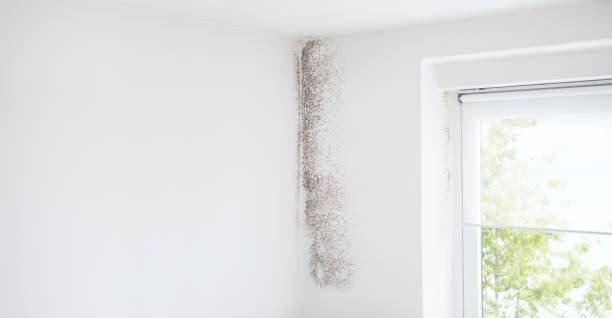 Mold Removal for HVAC Installations in Trinity, TX