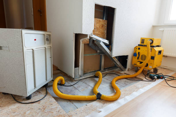 Professional Mold Removal in Trinity, TX