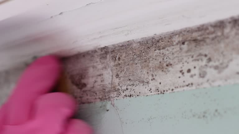  Trinity, TX Mold Removal Pros